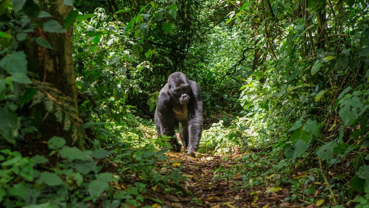 Gorilla Tracking