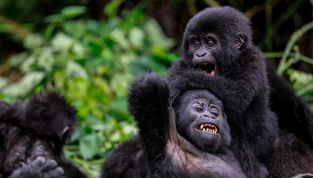 Gorilla Trekking Experience in Bwindi Impenetrable Forest
